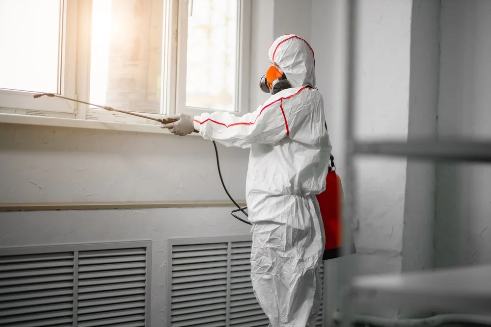 Professional mold remediation services in Hastings, MN